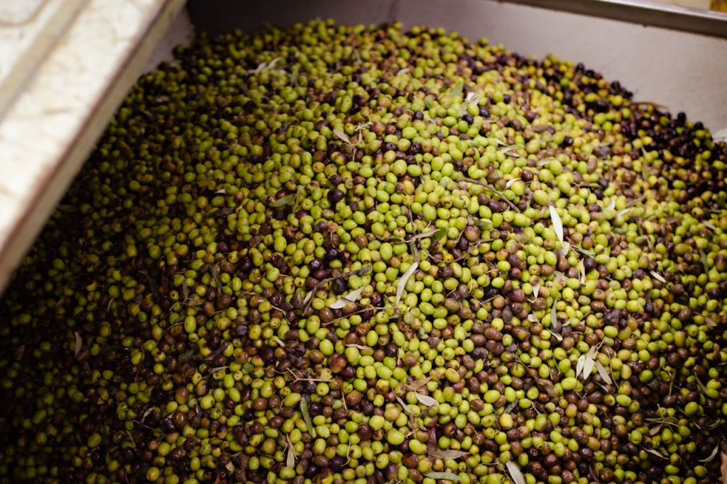 A large batch of freshly harvested olives in a container at an olive processing facility in Nafplion, Greece.